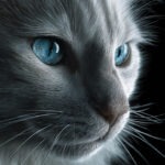 Don't call me Kitten!